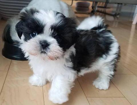 lifelike shih tzu